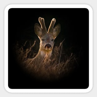 Roebuck Sticker